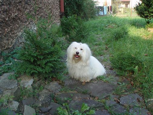 stromčeky.jpg