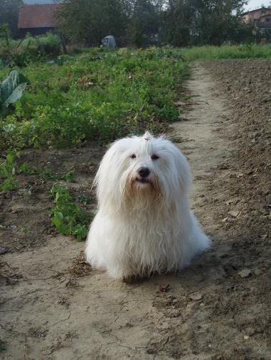 záhradníčka.jpg
