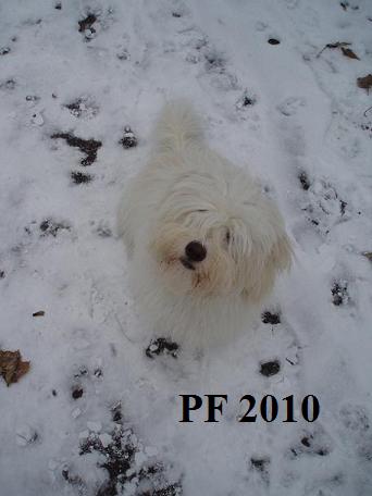 PF 2010