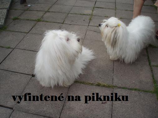 vyfintené na pikniku