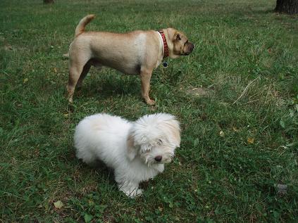 s-kubkom šar-peiom 2009