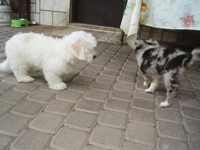 s-liluskou šeltičkou 2009