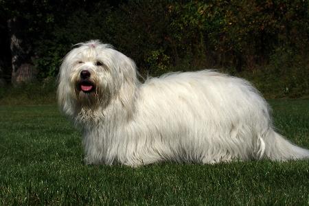 elka