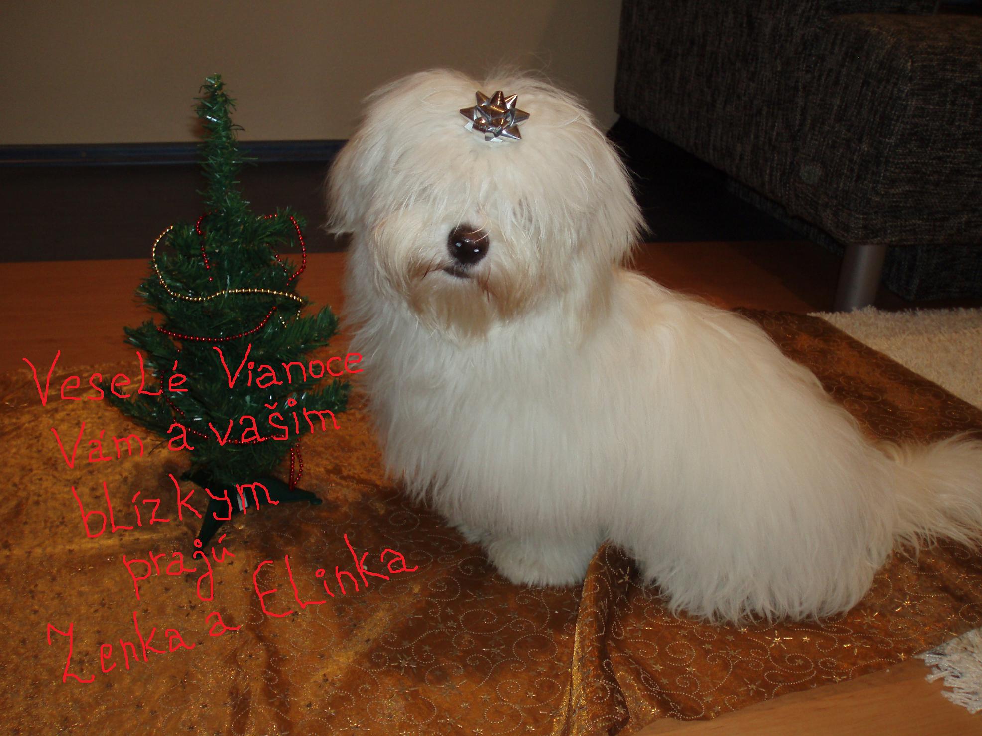 (99)vianocne prianie2009.jpg